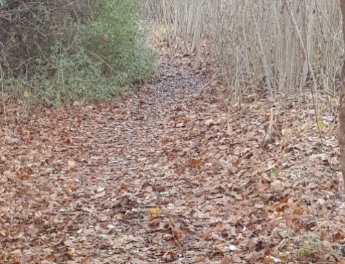 Freizeittreff Lerchenauer: Weg zum Bolzplatz hinter der Toni-Pfülf Mittelschule